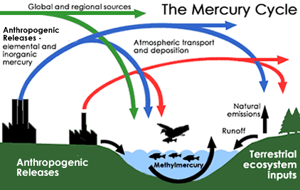 diagram showing the methylmercury cycle discussed in the text