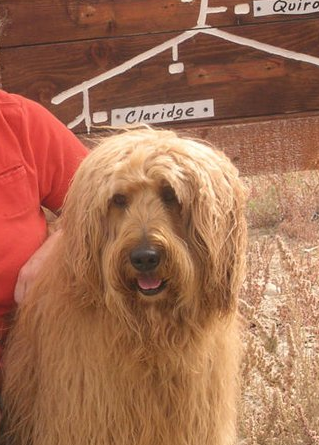 Murphy from American Search Dogs Inc., a cadaver dog who worked on the Susan Powell searches