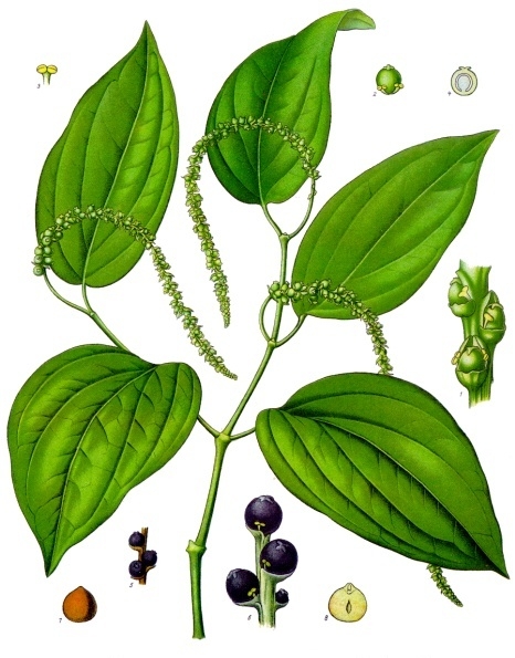 Botanical print of the black pepper plant