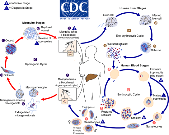 CDC chart of the malaria cycle between humans and mosquitos