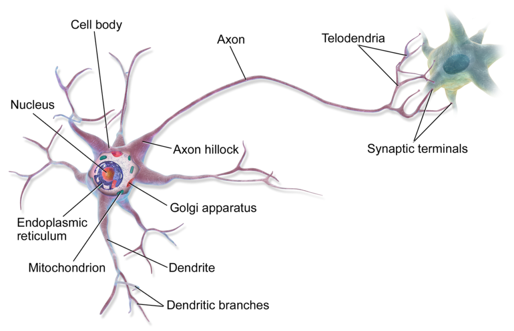 illustration of a nerve cell