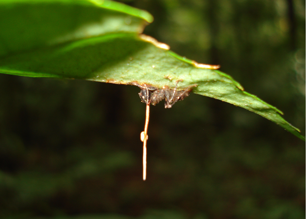 fungal mind-control infection of ant