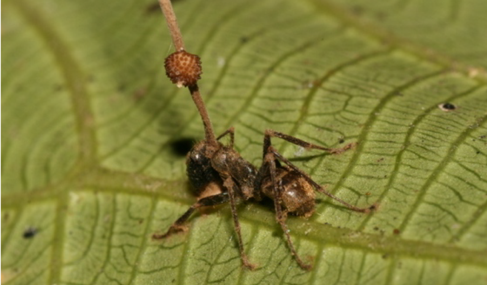 "Zombie" ant with fungal infection