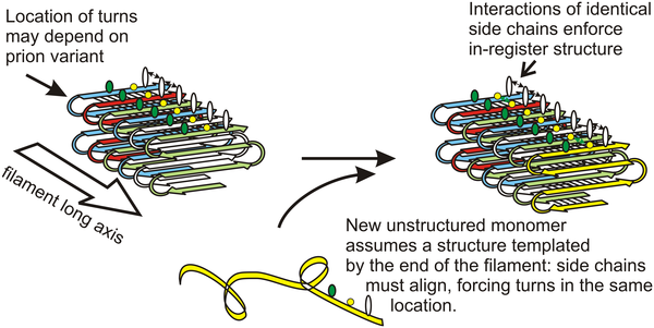 Misfolded prion proteins like these cause diseases like kuru