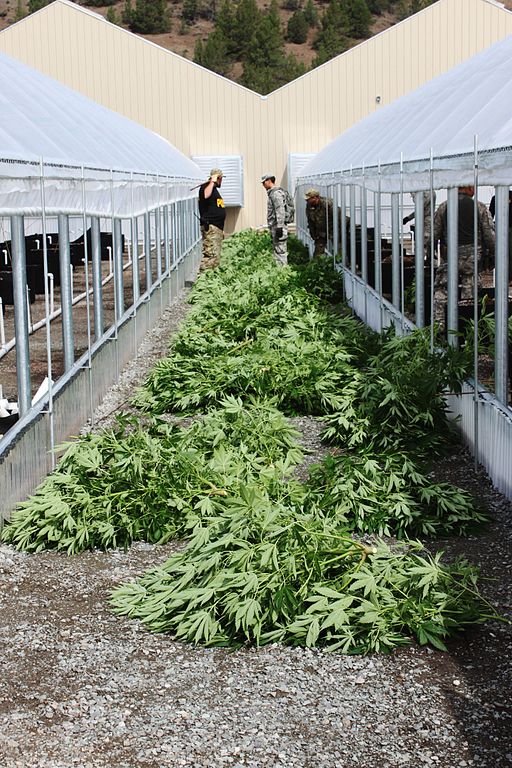 photo of law enforcement action against Pit River Tribal Lands marijuana greenhouses