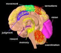 THC acts on numerous areas in the brain (in yellow). Image by NIDA